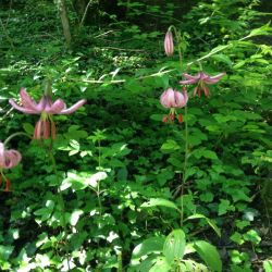 Wald 15.JPG