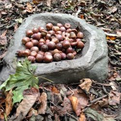 Wald Herbst